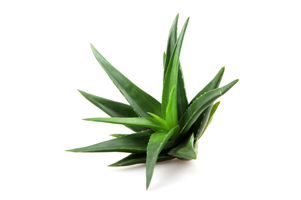 Aloe Barbadensis