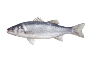 fish collagen